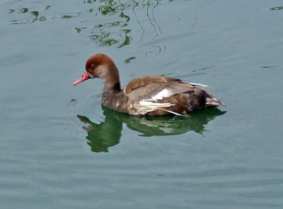 Прикрепленное изображение: bDSCF5904.jpg